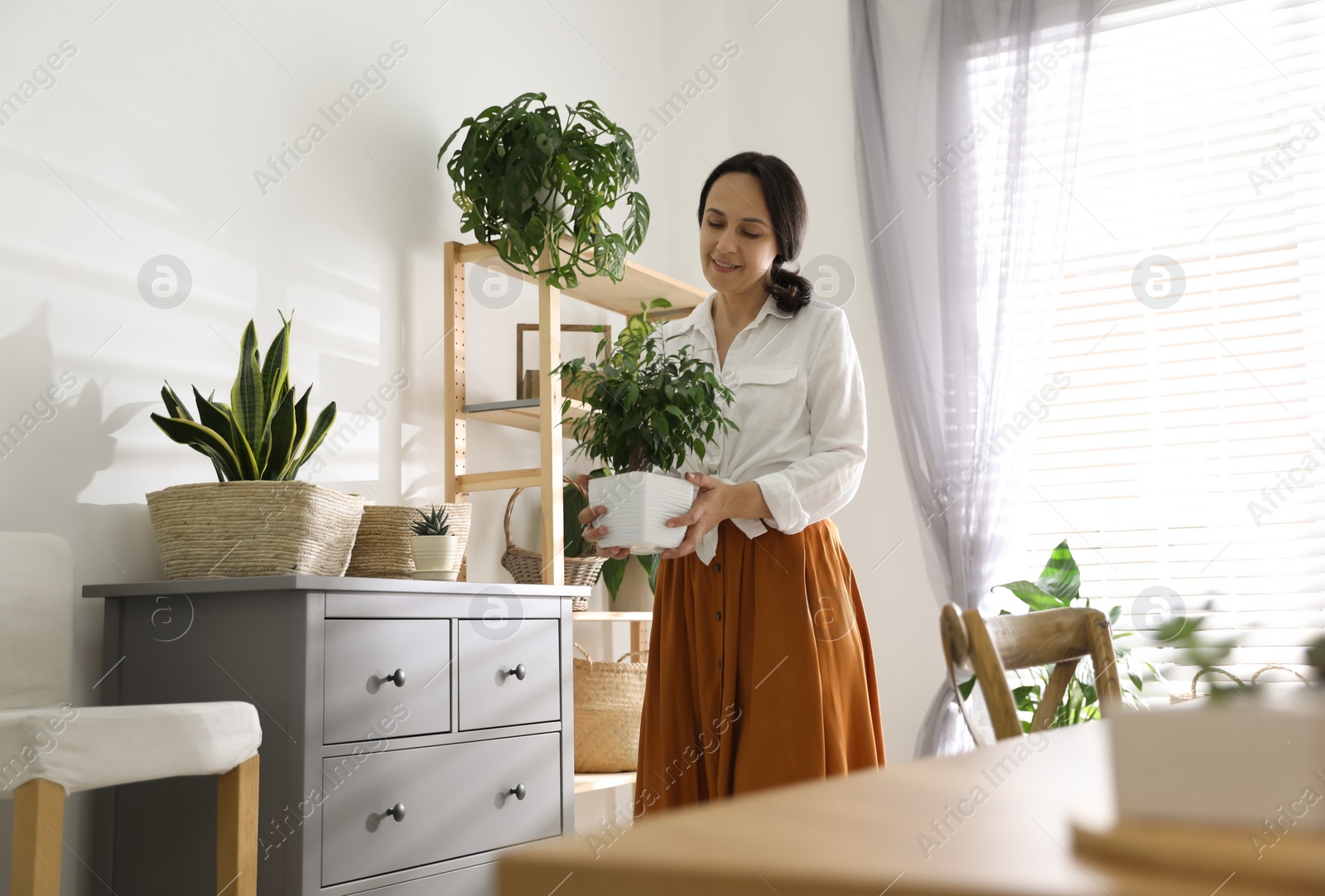 Photo of Mature woman with beautiful houseplant at home. Engaging hobby