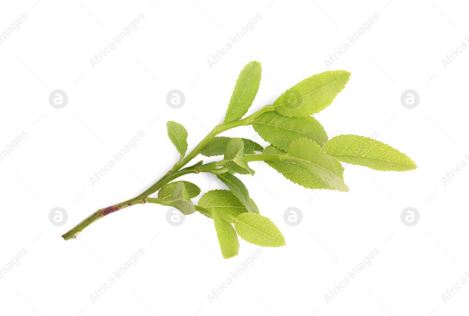 Photo of Bilberry twig with fresh green leaves isolated on white, top view