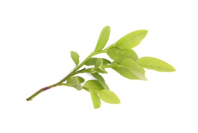 Bilberry twig with fresh green leaves isolated on white, top view