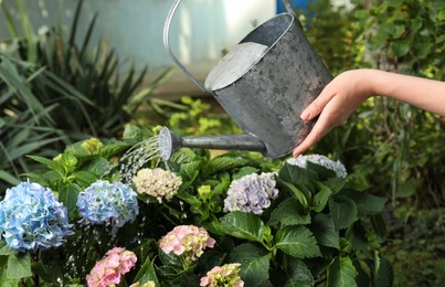 Woman watering beautiful blooming hortensia plants in garden, closeup