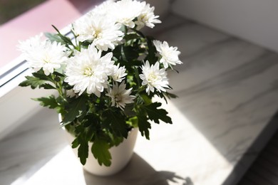 Photo of Beautiful potted chrysanthemum flowers on white window sill indoors, above view. Space for text