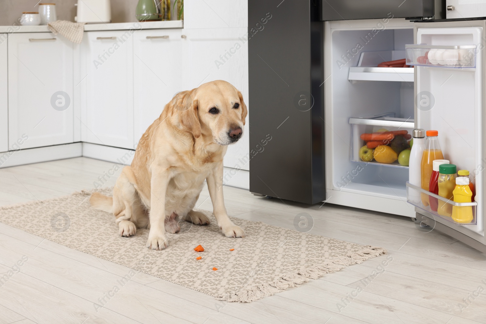 Photo of Cute Labrador Retriever eating carrot near refrigerator in kitchen