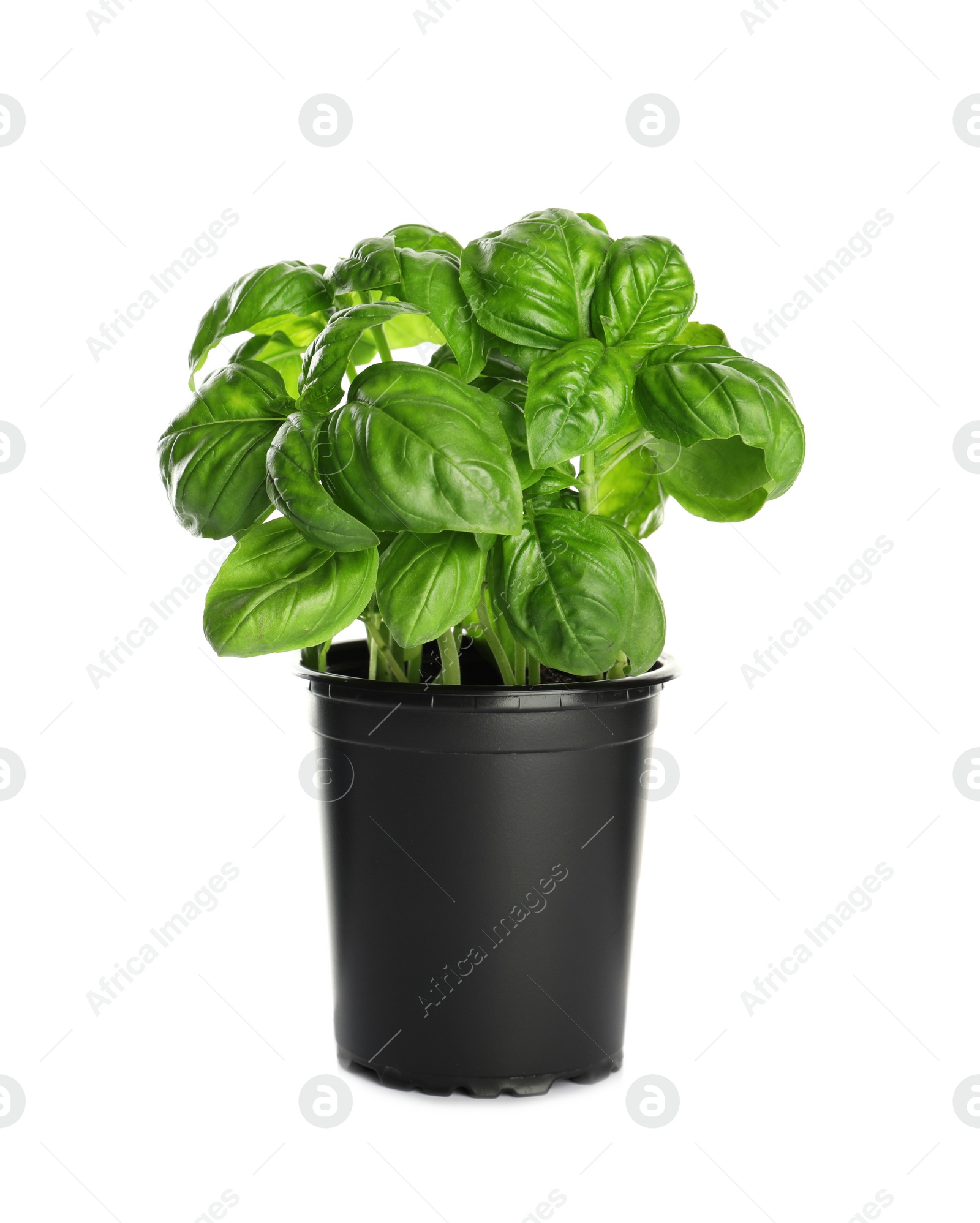 Photo of Fresh basil in pot on white background