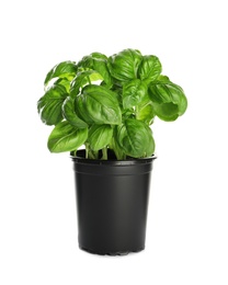 Fresh basil in pot on white background