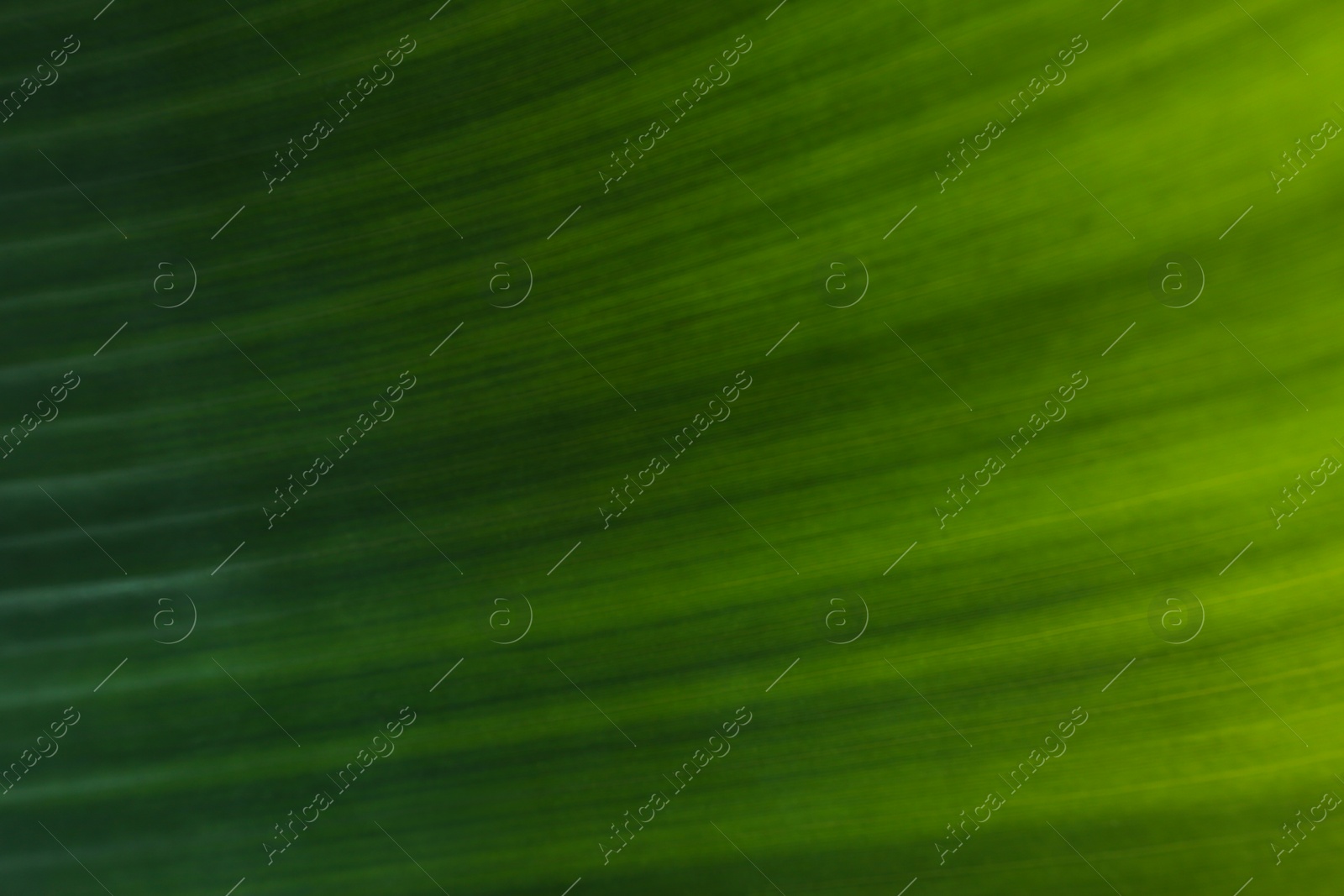 Photo of Green banana leaf as background, closeup view. Tropical foliage