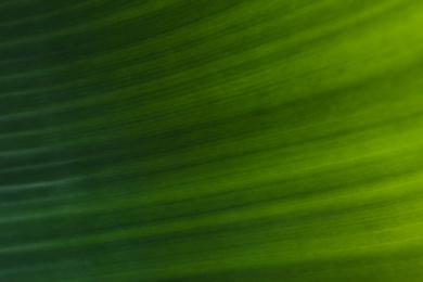 Photo of Green banana leaf as background, closeup view. Tropical foliage