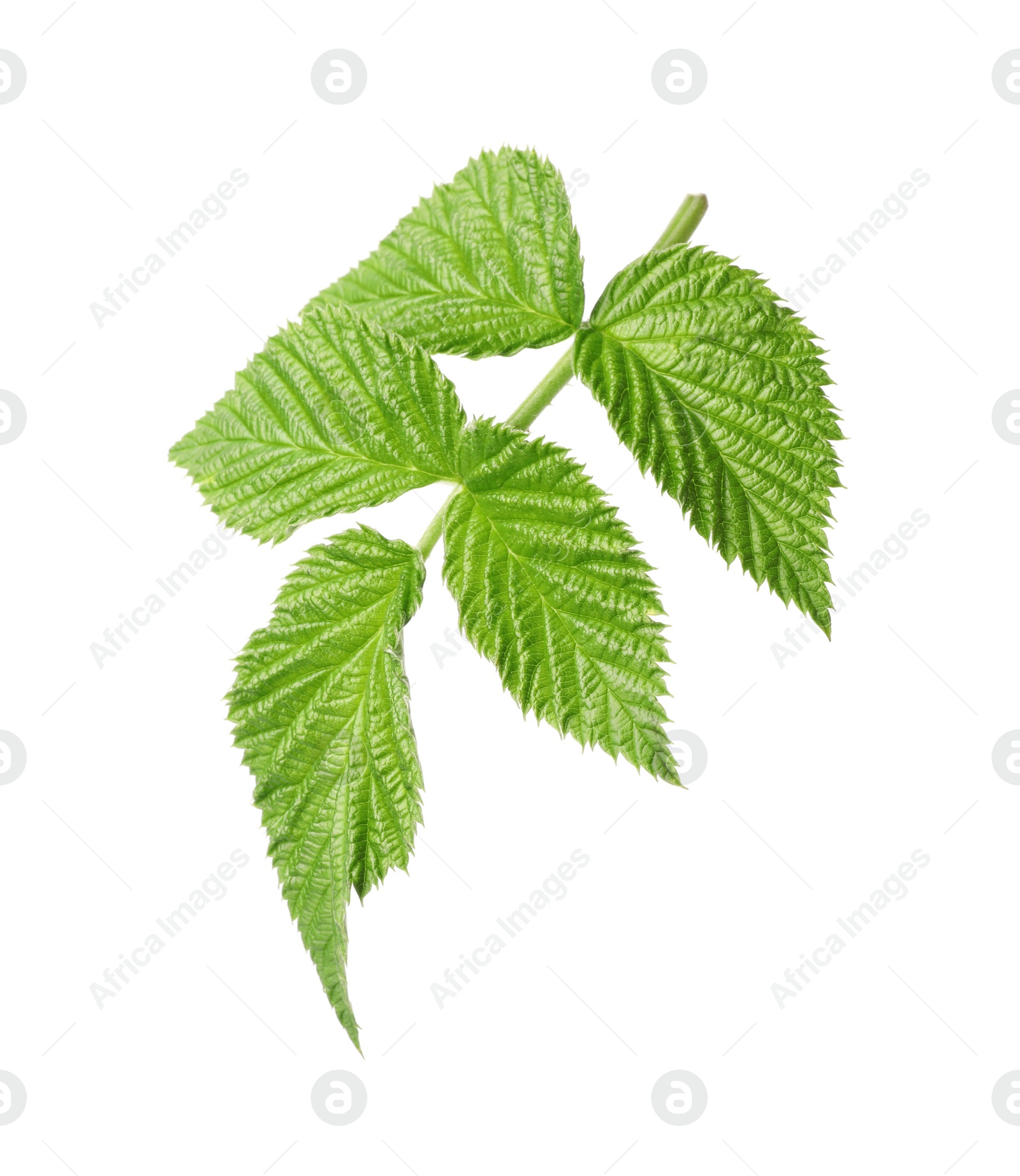 Photo of Fresh green raspberry leaves on white background