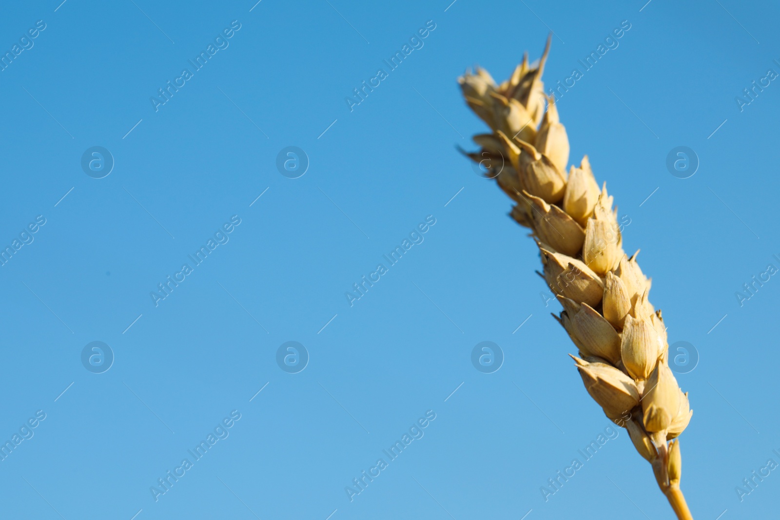 Photo of Ear of wheat against blue sky, closeup. Space for text