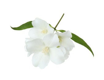 Photo of Branch of jasmine flowers and leaves isolated on white