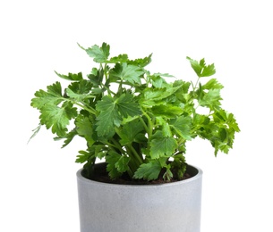 Photo of Fresh green organic parsley in pot on white background