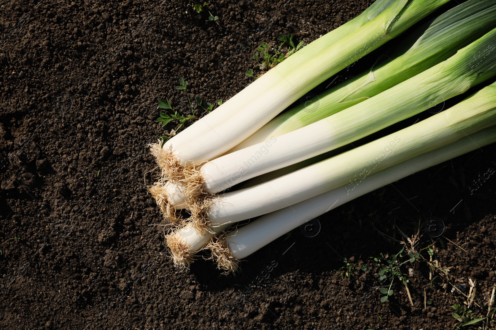 Photo of Fresh raw leeks on ground outdoors, closeup