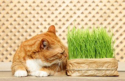 Photo of Cute ginger cat near potted green grass on wooden table