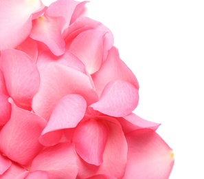 Pile of fresh pink rose petals on white background, top view