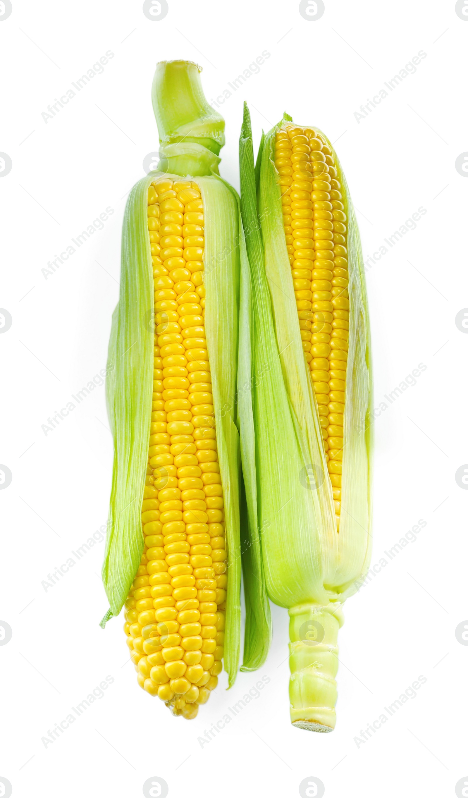 Photo of Tasty fresh corn cobs isolated on white, top view