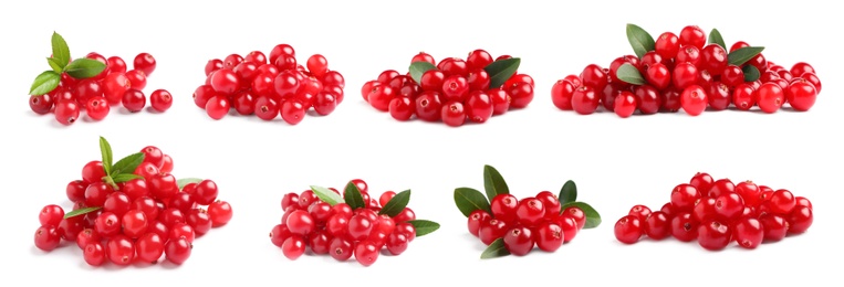 Set of fresh ripe cranberries on white background. Banner design 