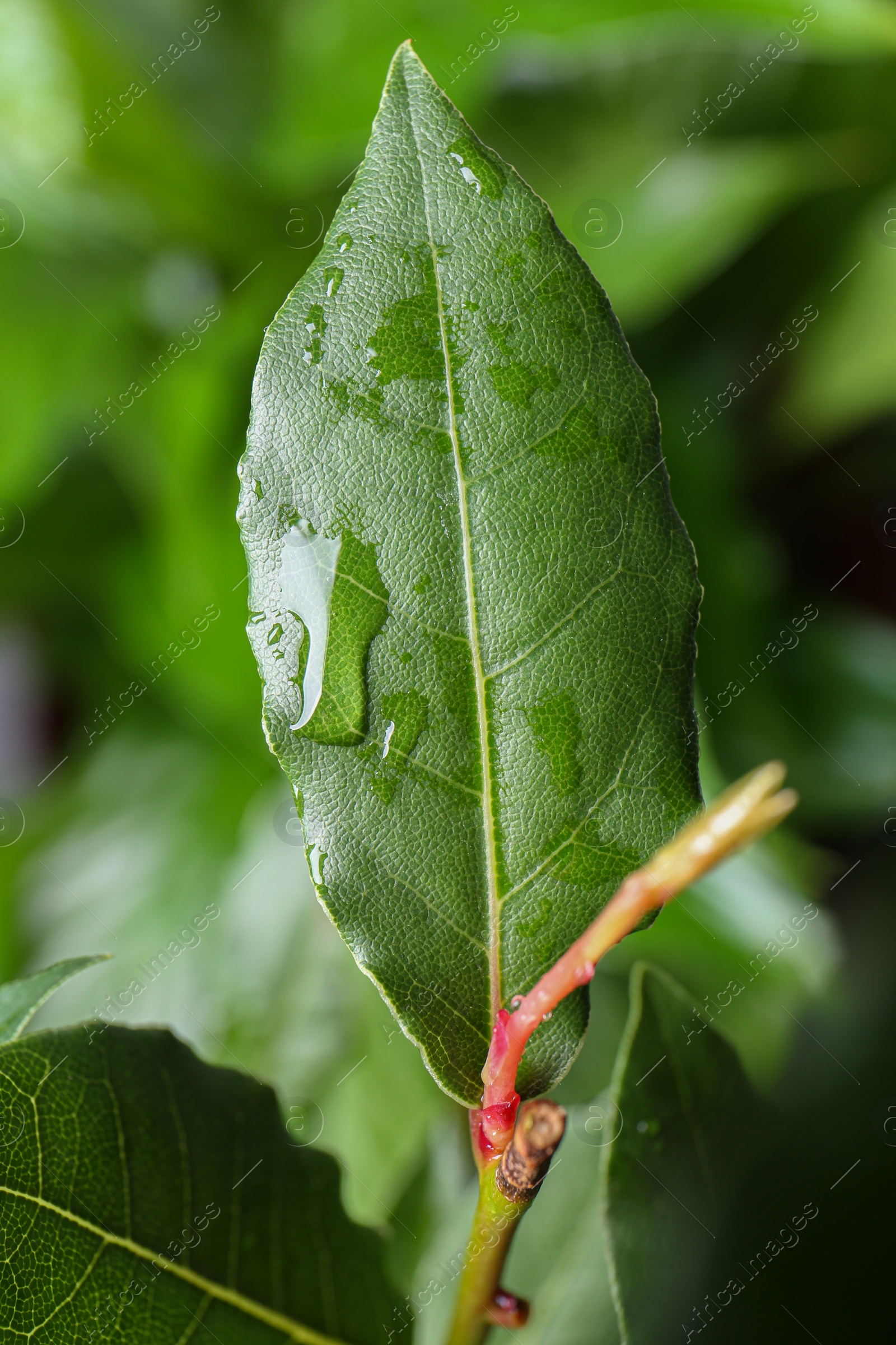 Photo of Bay leaves growing on blurred background, closeup