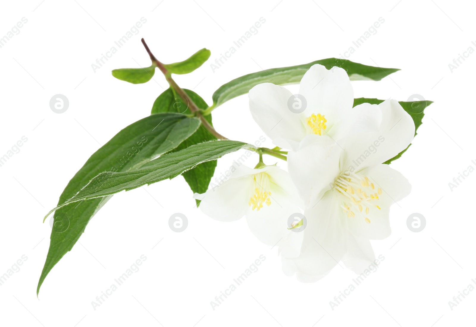 Photo of Branch of jasmine flowers and leaves isolated on white