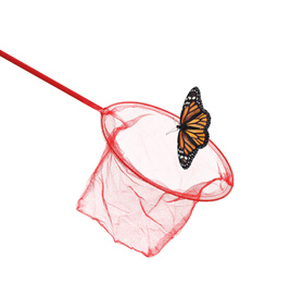 Image of Bright net and beautiful fragile monarch butterfly on white background
