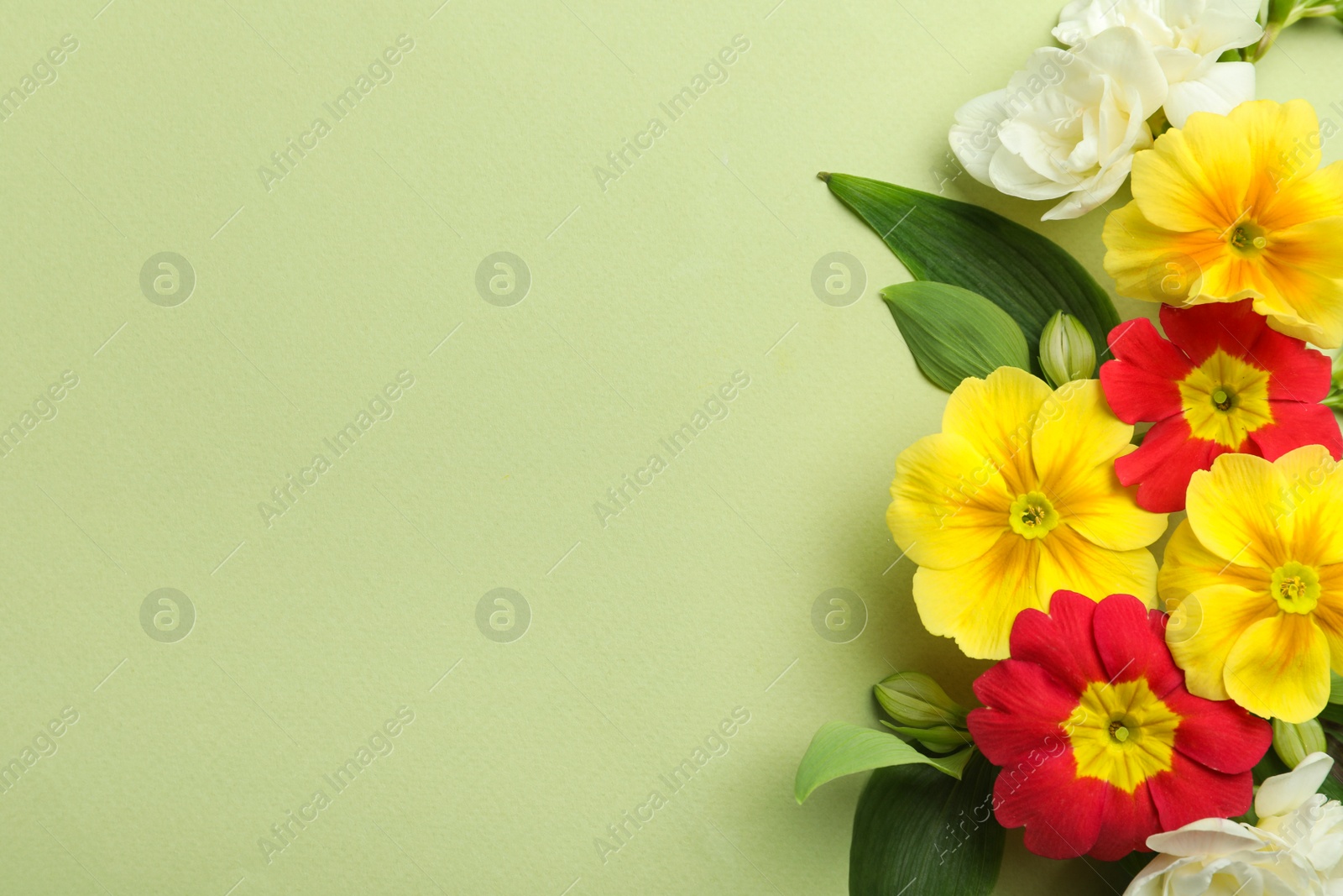 Photo of Primrose Primula Vulgaris flowers on green background, top view with space for text. Spring season