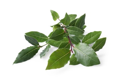 Branch of fresh bay leaves on white background