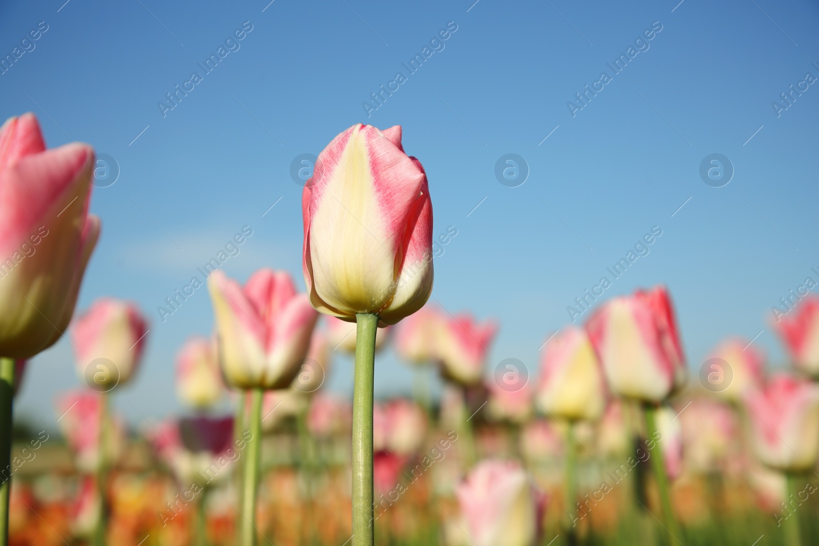 Photo of Beautiful pink tulip flowers growing in field on sunny day, closeup