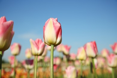 Beautiful pink tulip flowers growing in field on sunny day, closeup