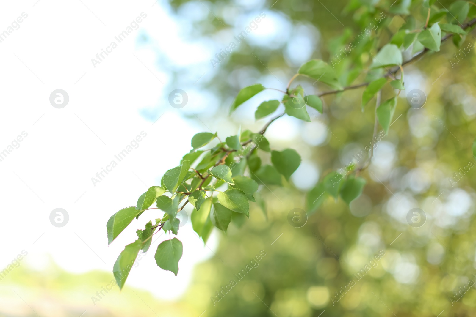 Photo of Beautiful tree branch with green leaves outdoors, closeup