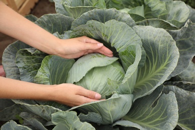 Farmer taking cabbage, closeup view. Harvesting time