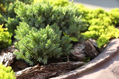 Photo of Beautiful juniper plants growing outdoors, space for text. Gardening and landscaping