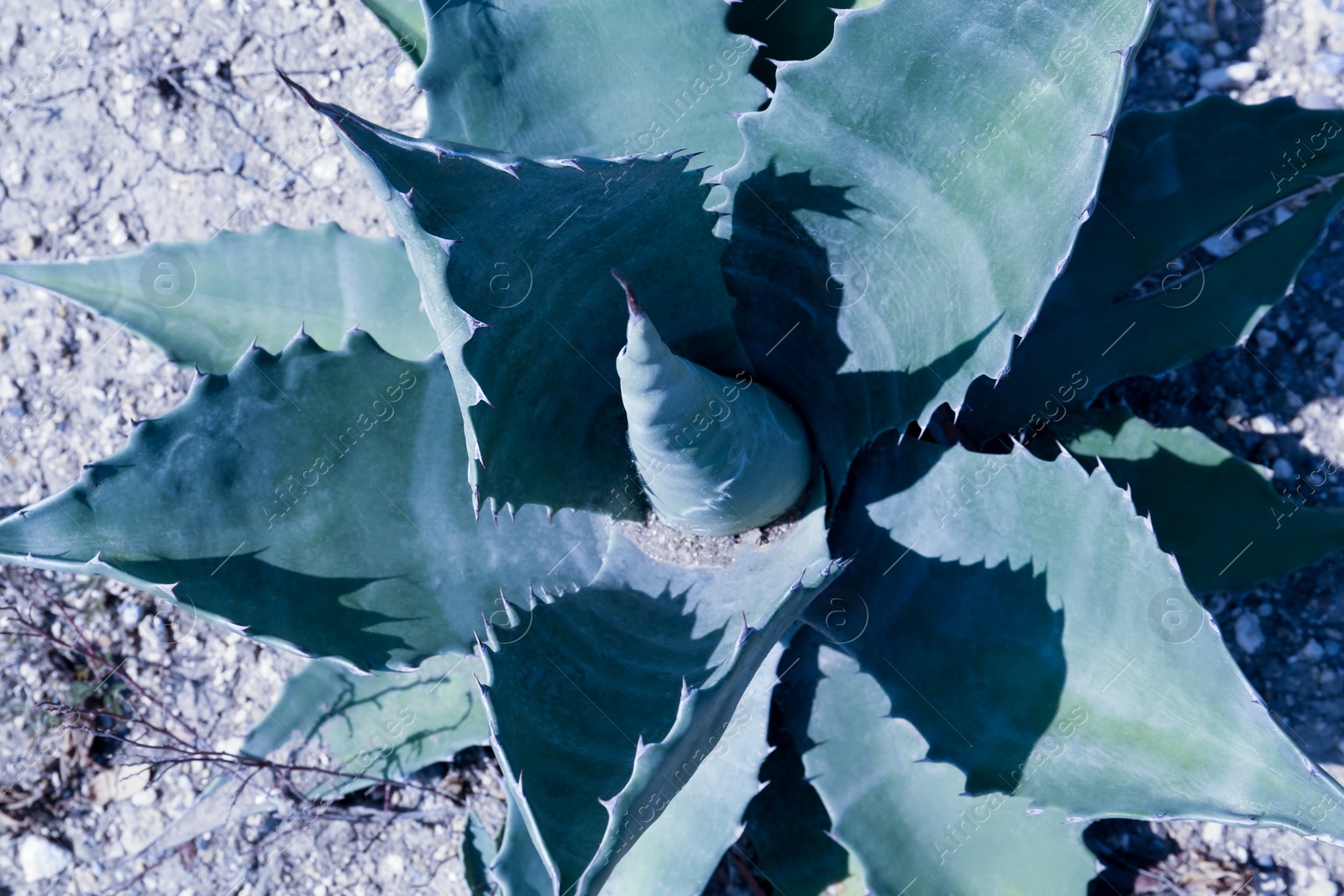 Photo of Beautiful Agave plant growing outdoors on sunny day, above view