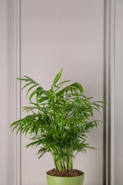 Photo of Potted chamaedorea palm near white wall. Beautiful houseplant