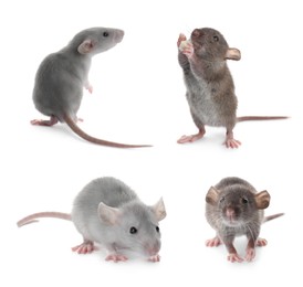 Image of Set of cute little rats on white background 