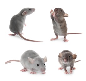 Set of cute little rats on white background 