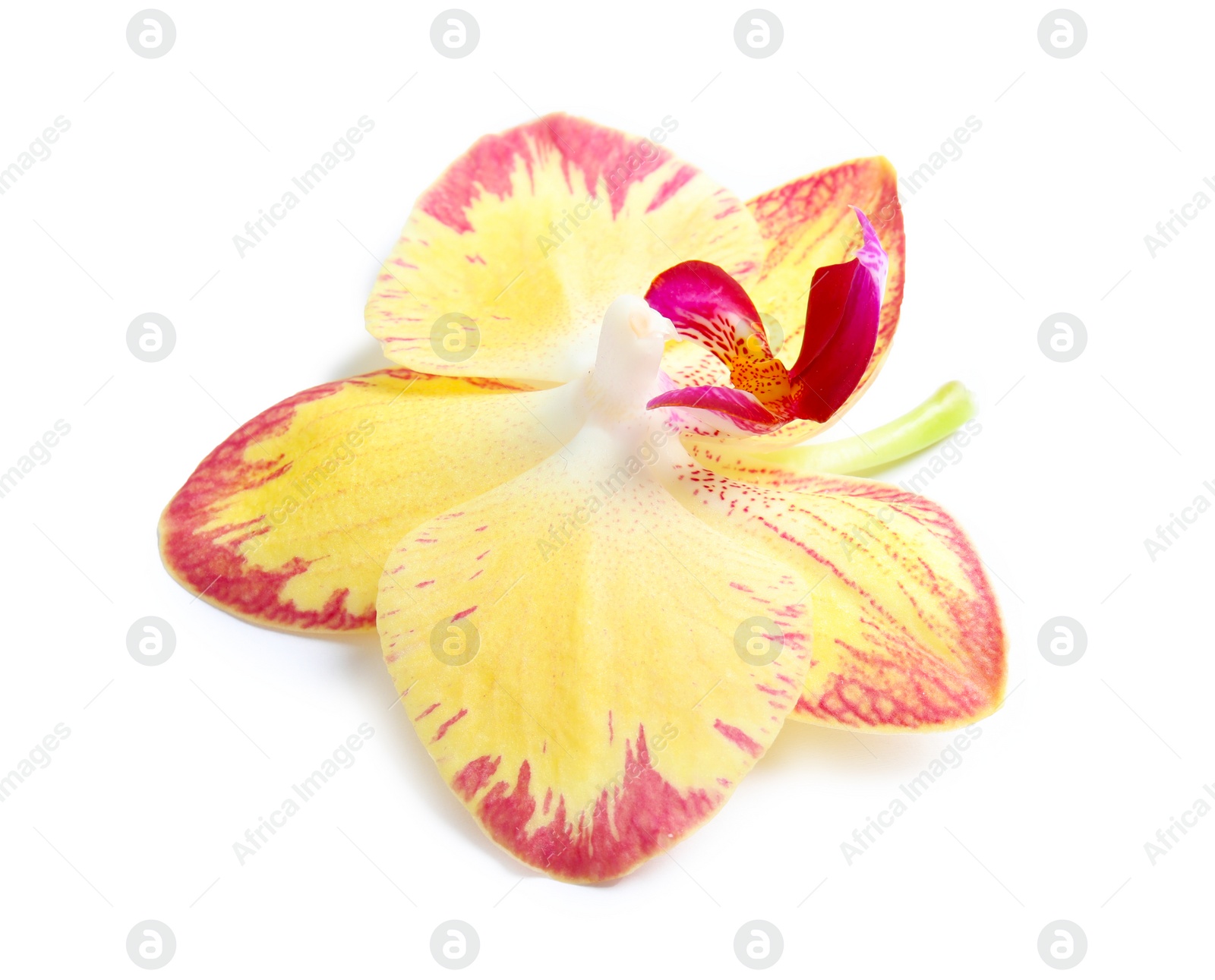 Photo of Beautiful tropical orchid flower on white background