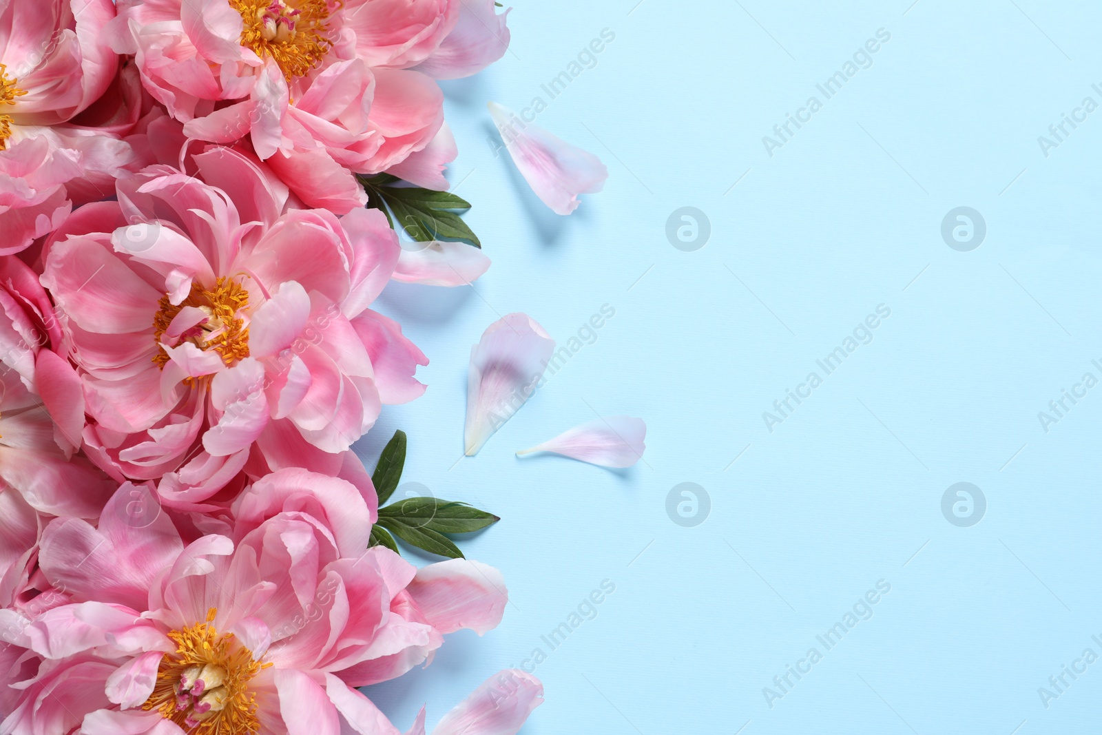 Photo of Beautiful pink peonies on light turquoise background, flat lay. Space for text