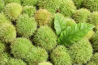 Many fresh sweet edible chestnuts as background, closeup