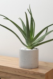 Photo of Beautiful potted aloe vera plant on chest of drawers near white wall
