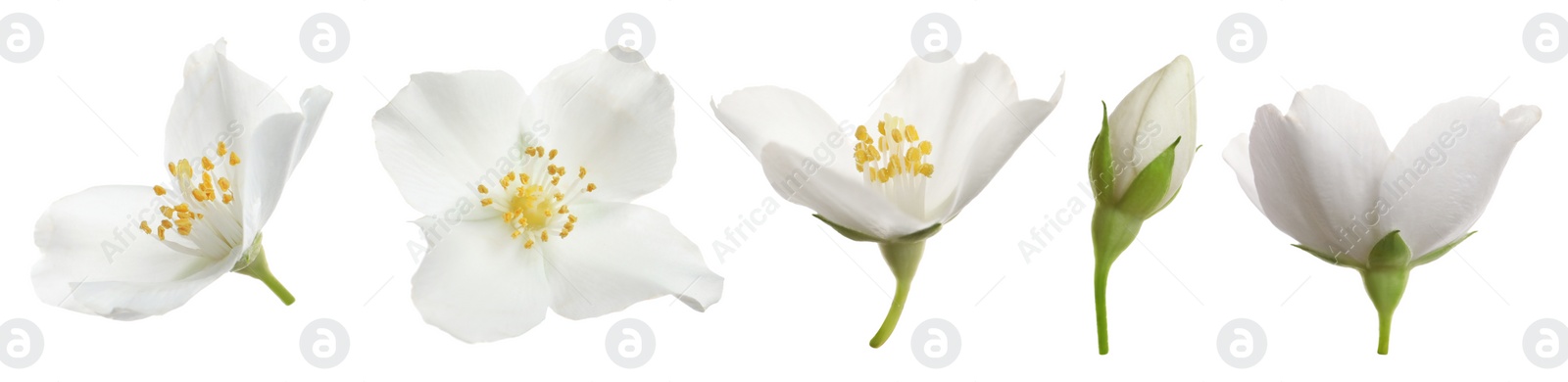 Image of Set with beautiful tender jasmine flowers on white background. Banner design 