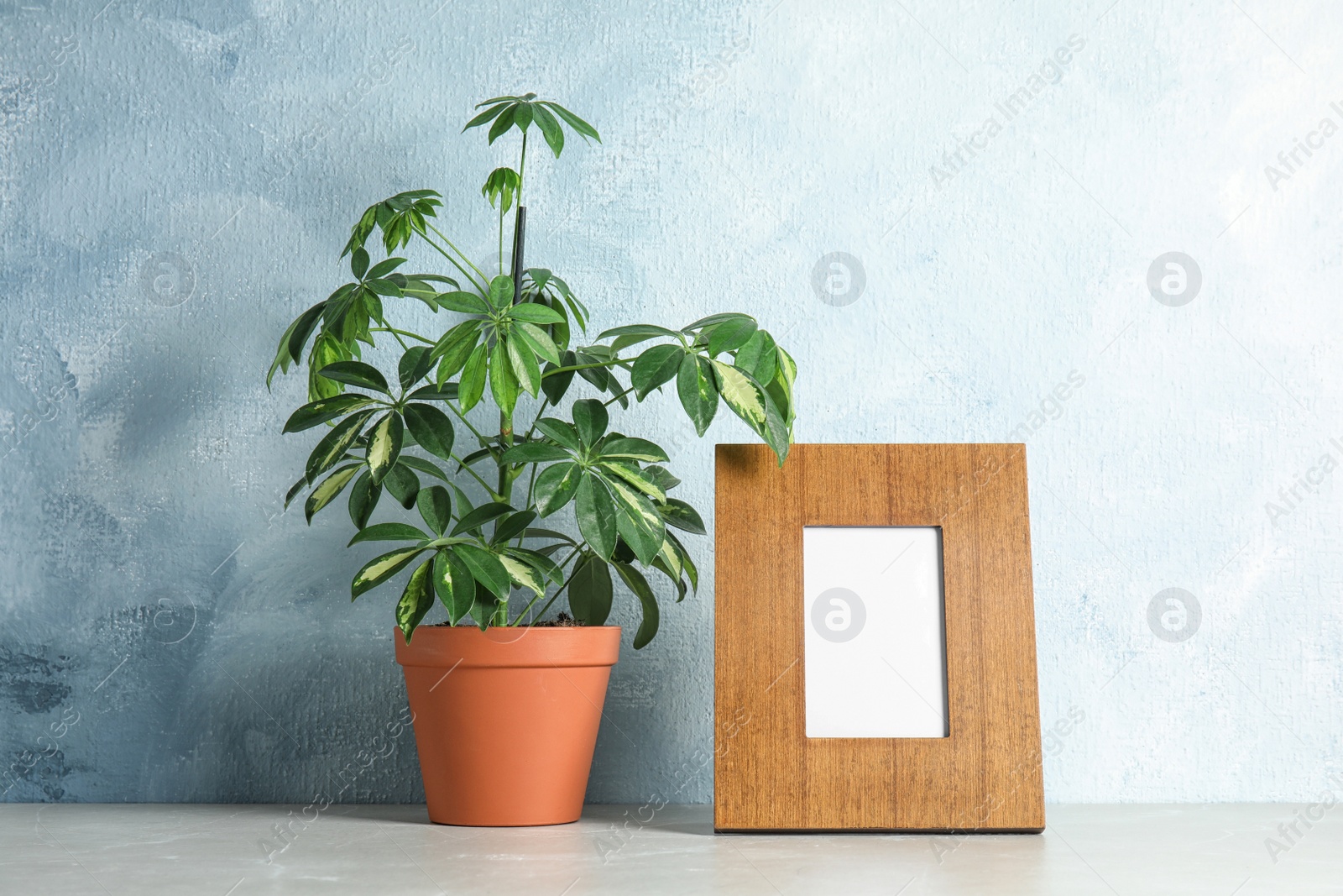 Photo of Schefflera plant and photo frame on table near color wall, space for design. Home decor