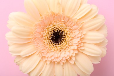 One beautiful tender gerbera flower on pink background, top view