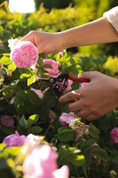 Photo of Woman pruning tea rose bush in garden, closeup
