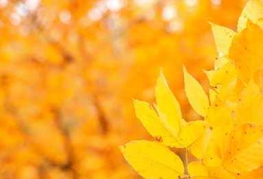 Tree with bright leaves outdoors on autumn day