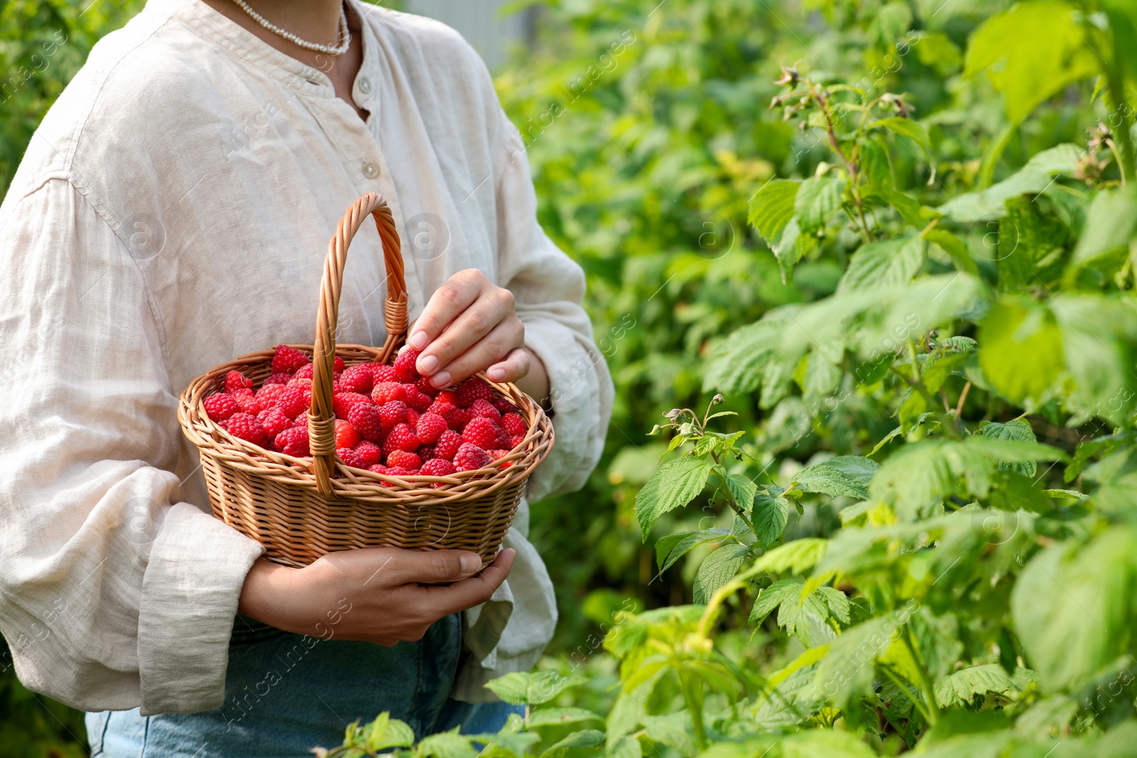 Photo of Woman holding wicker basket with ripe raspberries outdoors, closeup. Space for text