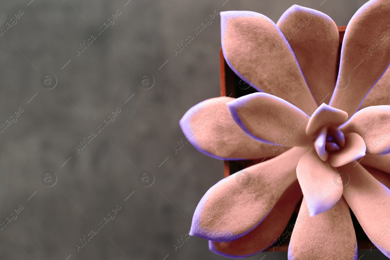 Image of Beautiful succulent plant on grey background, top view. Space for text