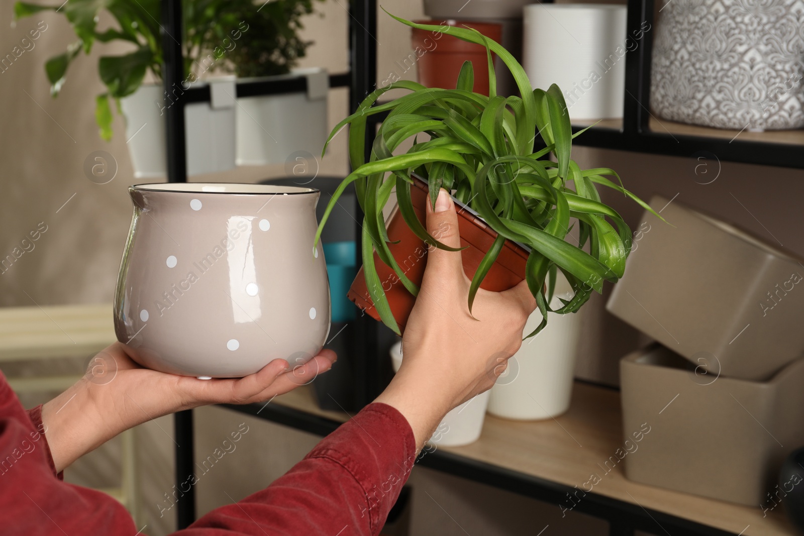 Photo of Woman holding houseplant and new pot indoors, closeup