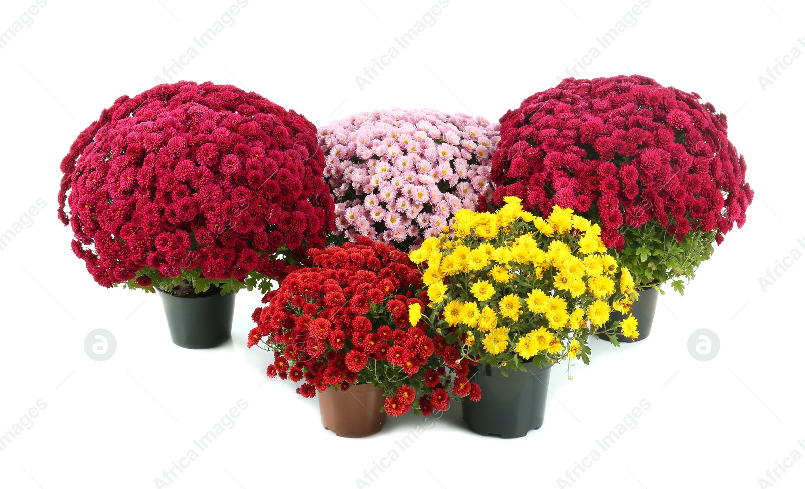 Photo of Beautiful chrysanthemum flowers in pots on white background