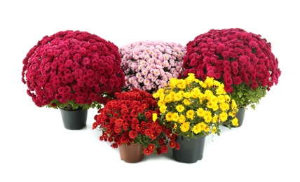 Photo of Beautiful chrysanthemum flowers in pots on white background