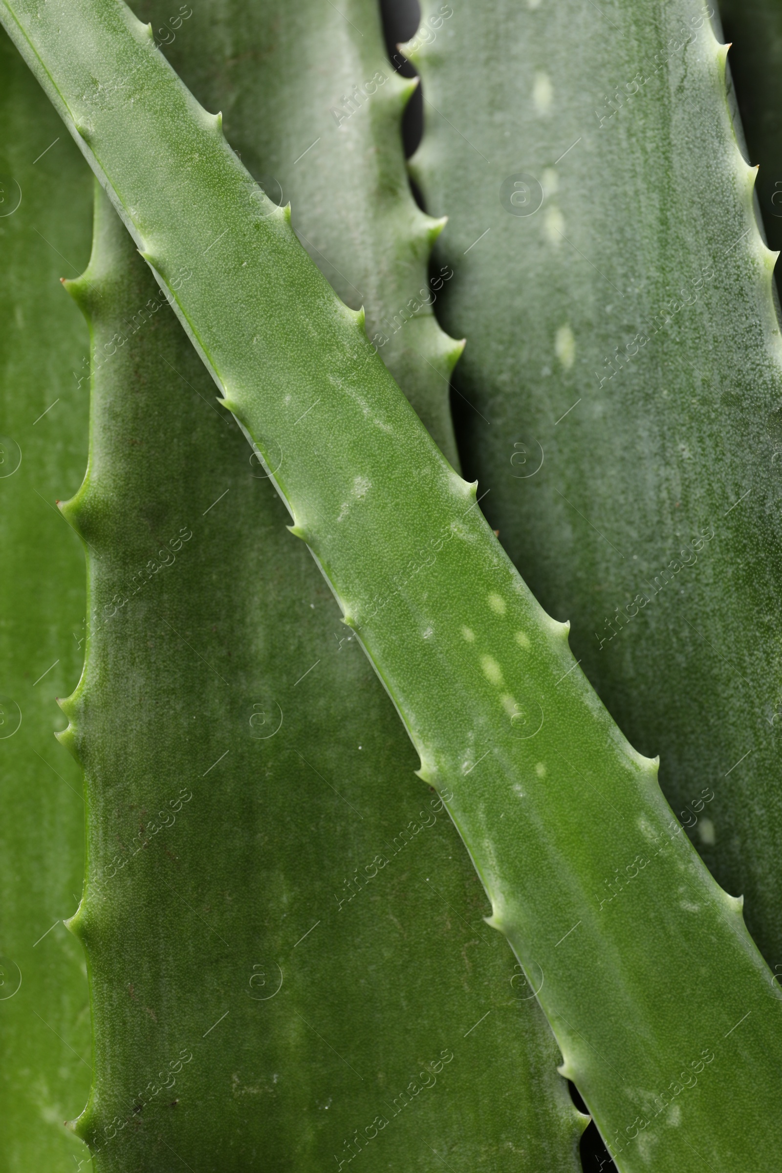 Photo of Fresh aloe vera leaves as background, top view