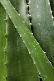 Photo of Fresh aloe vera leaves as background, top view