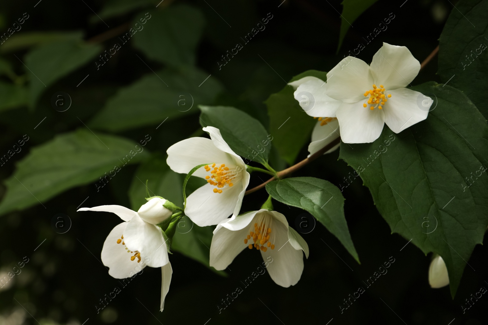 Photo of Closeup view of beautiful white jasmine flowers